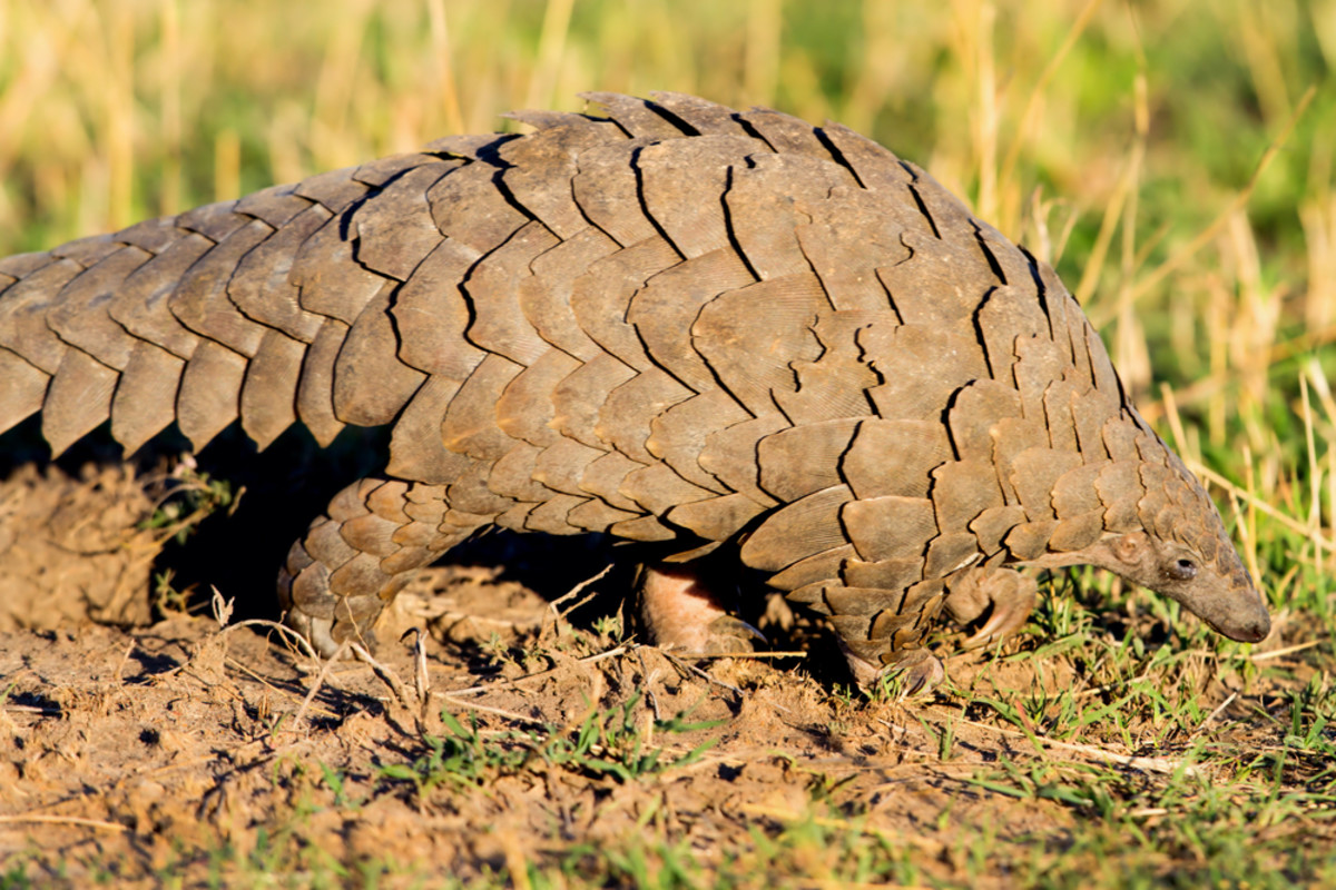 The pangolin, a staple of traditional Chinese medicine, is being driven to extinction by the illegal wildlife trade. (Photo: Maggy Meyer/Shutterstock)