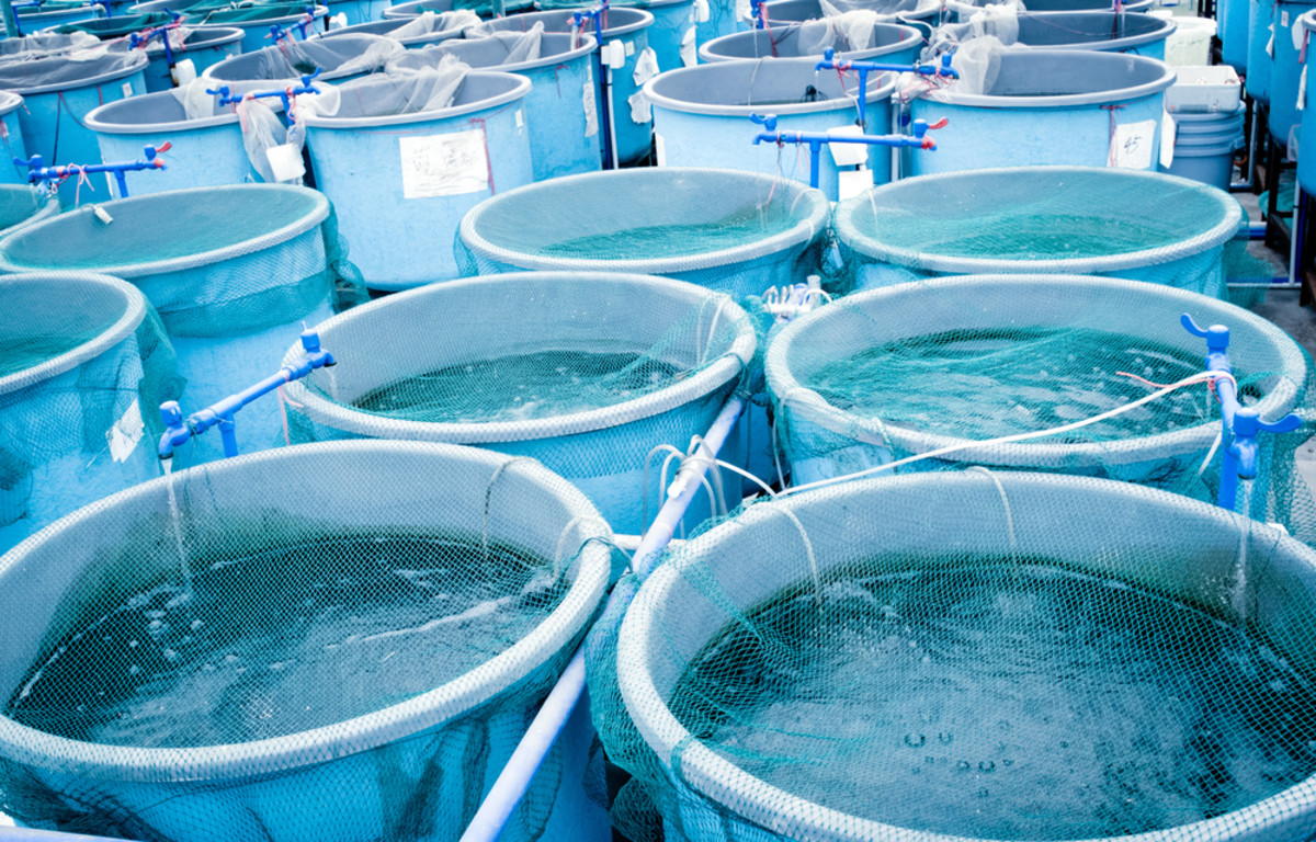 Aquaculture farm system. (Photo: Pan Xunbin/Shutterstock)