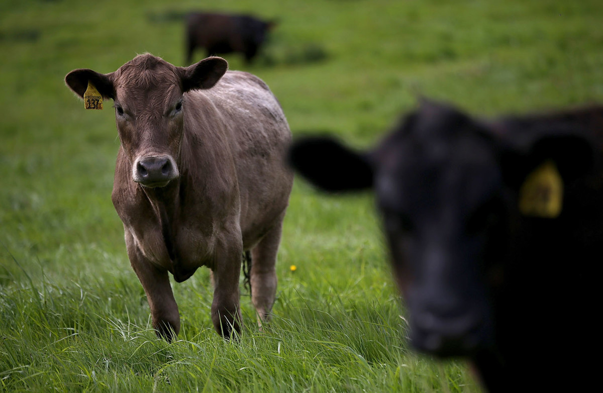 Cows graze on grass at a ranch. (Photo: Justin Sullivan/Getty Images)