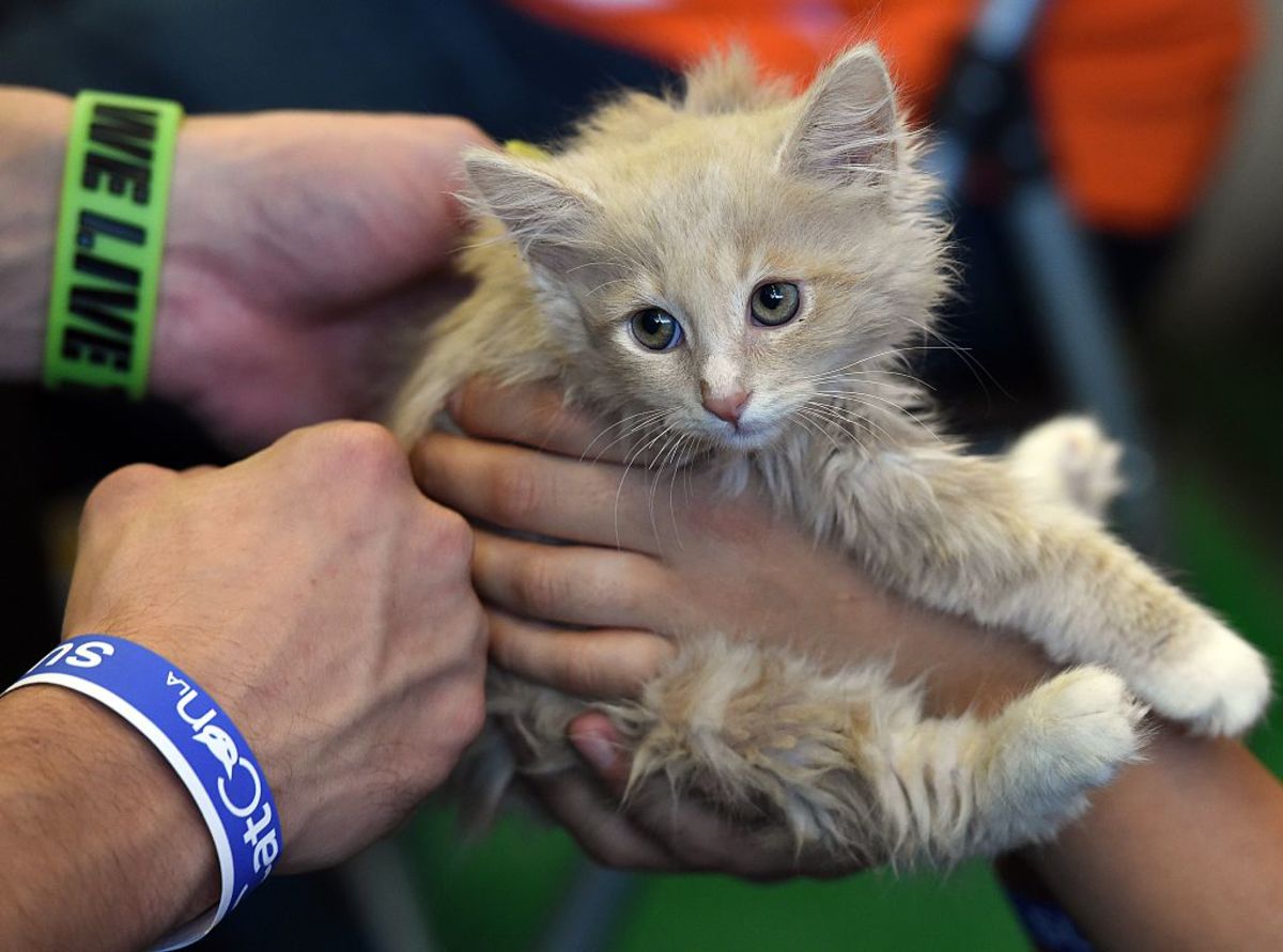 Yusuf the kitten waits for adoption at the Best Friends rescue shelter group. (Photo: Mark Ralston/AFP/Getty Images)