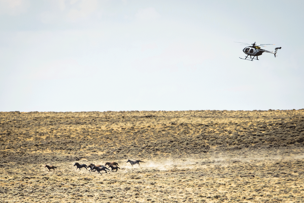 There are roughly 60,000 wild mustangs roaming the American West—and ranchers want them rounded up. (Photo: Michael Friberg)