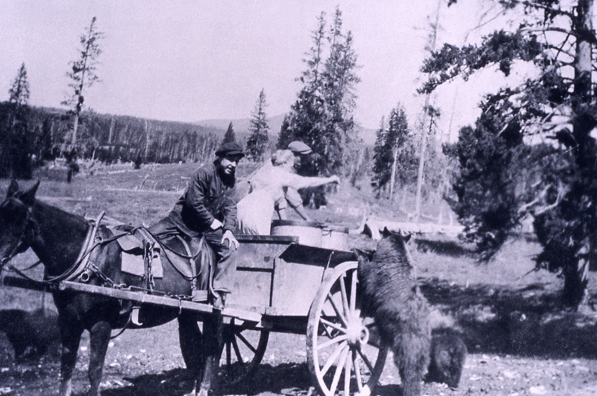 Bears get fed from a garbage cart in Yellowstone's early years. (Photo: Yellowstone National Park)