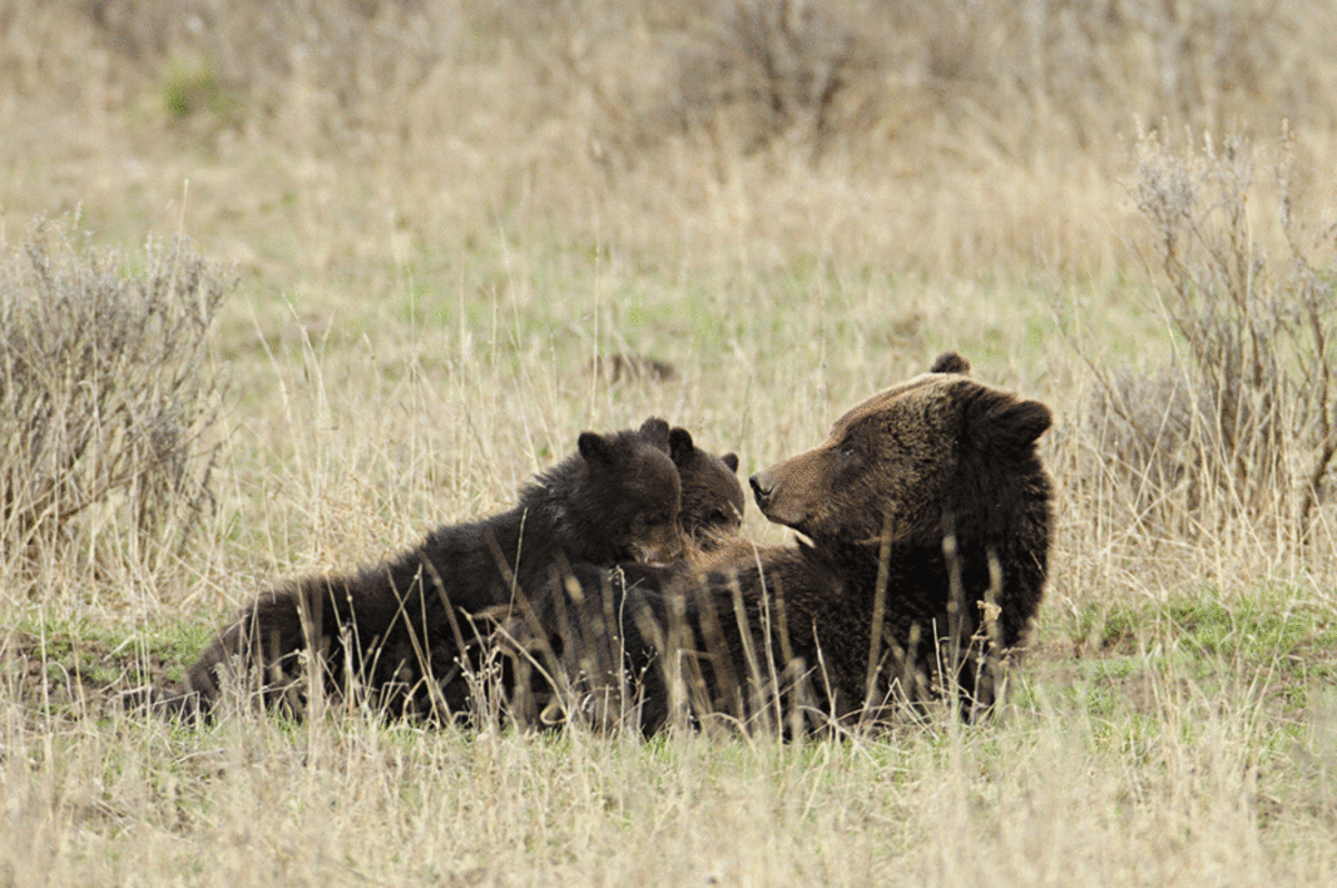 A grizzly sow nursing cubs near Fishing Bridge. (Photo: Jim Peaco/Yellowstone National Park)