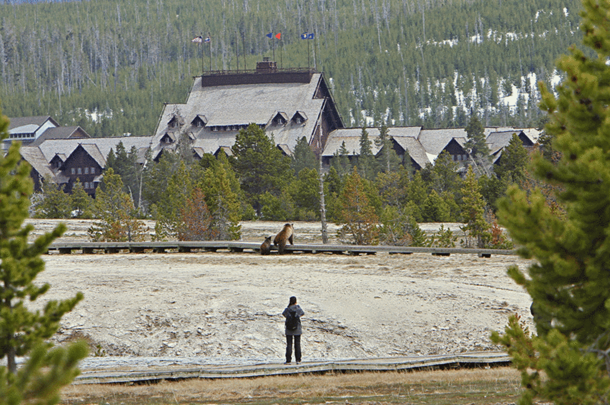 A tourist watches a grizzly sow and yearling climb onto a boardwalk in the Upper Geyser Basin. (Photo: Jim Peaco/Yellowstone National Park)