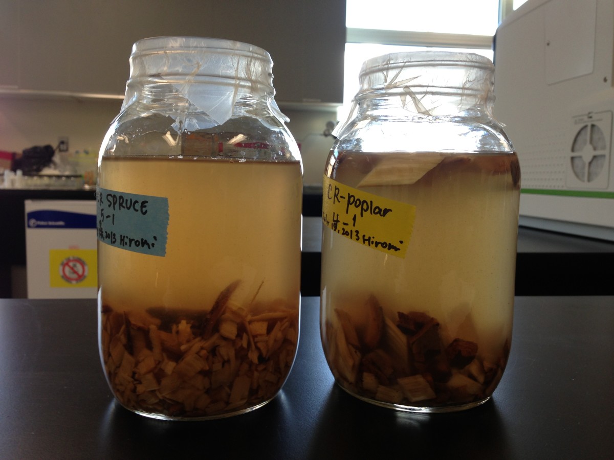 Janin analyzes black spruce chips (left) and poplar chips for the release of carbon in water from the wood chips. (Photo: Yukon Research Centre)