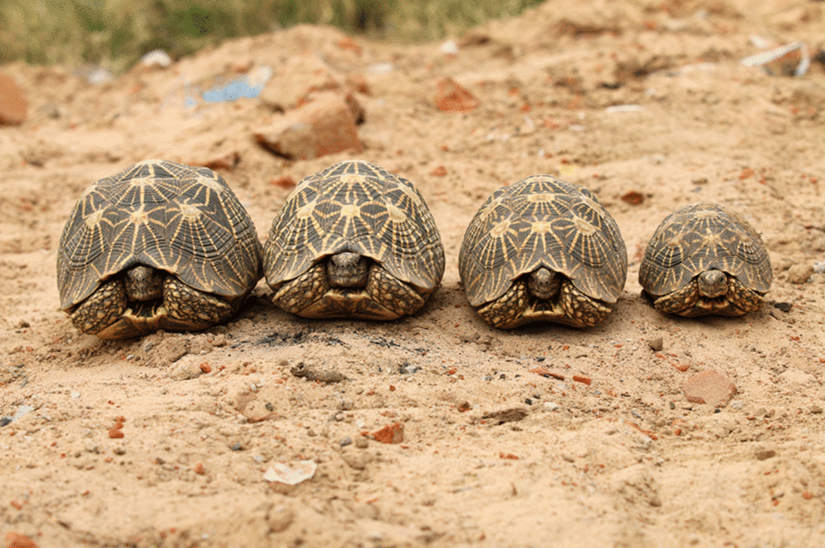 Indian star tortoises have a distinctive radiating pattern on their shells, one of their desirable features. (Photo: World Animal Protection)