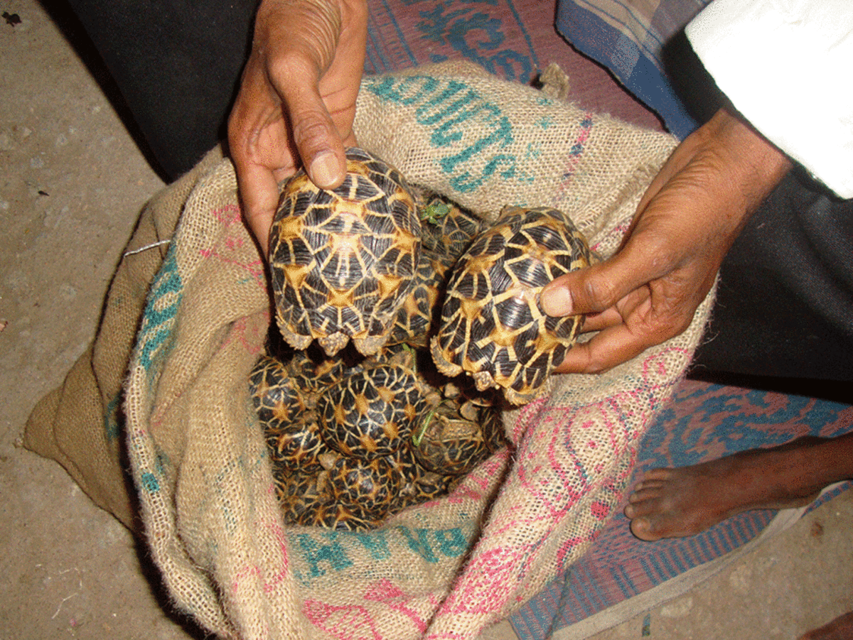 Young star tortoises are packaged in bags to be smuggled out of India. (Photo: World Animal Protection)