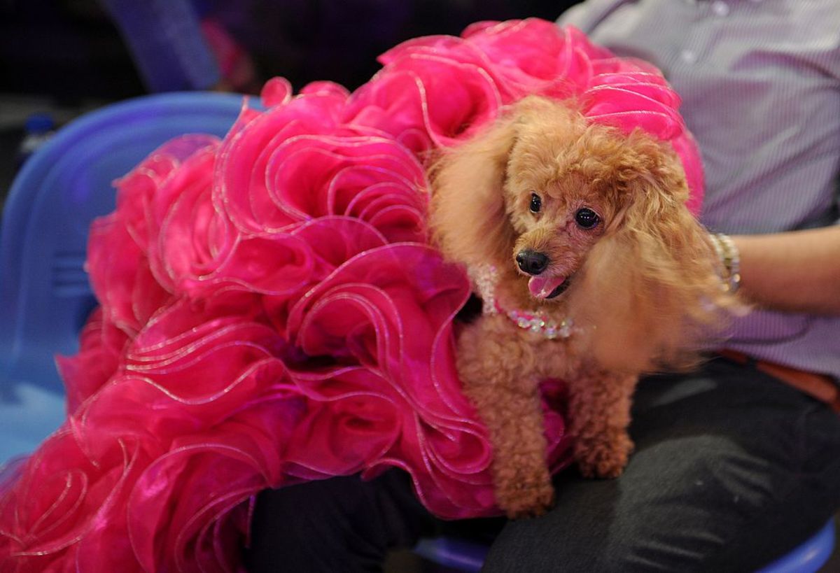 A pet owner with a dog attends an animal fashion show to celebrate World  Animal Day. (Photo: Jay Directo/AFP/Getty  Images)