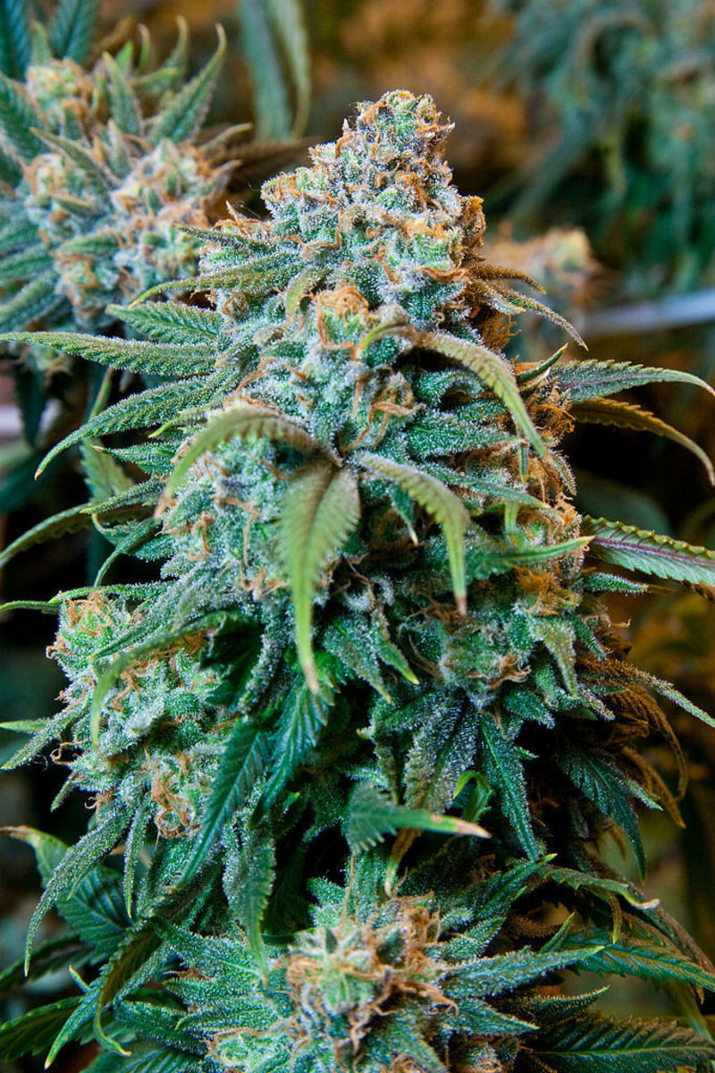 A flowering cannabis plant. (Photo: Cannabis Training University/Wikimedia Commons)