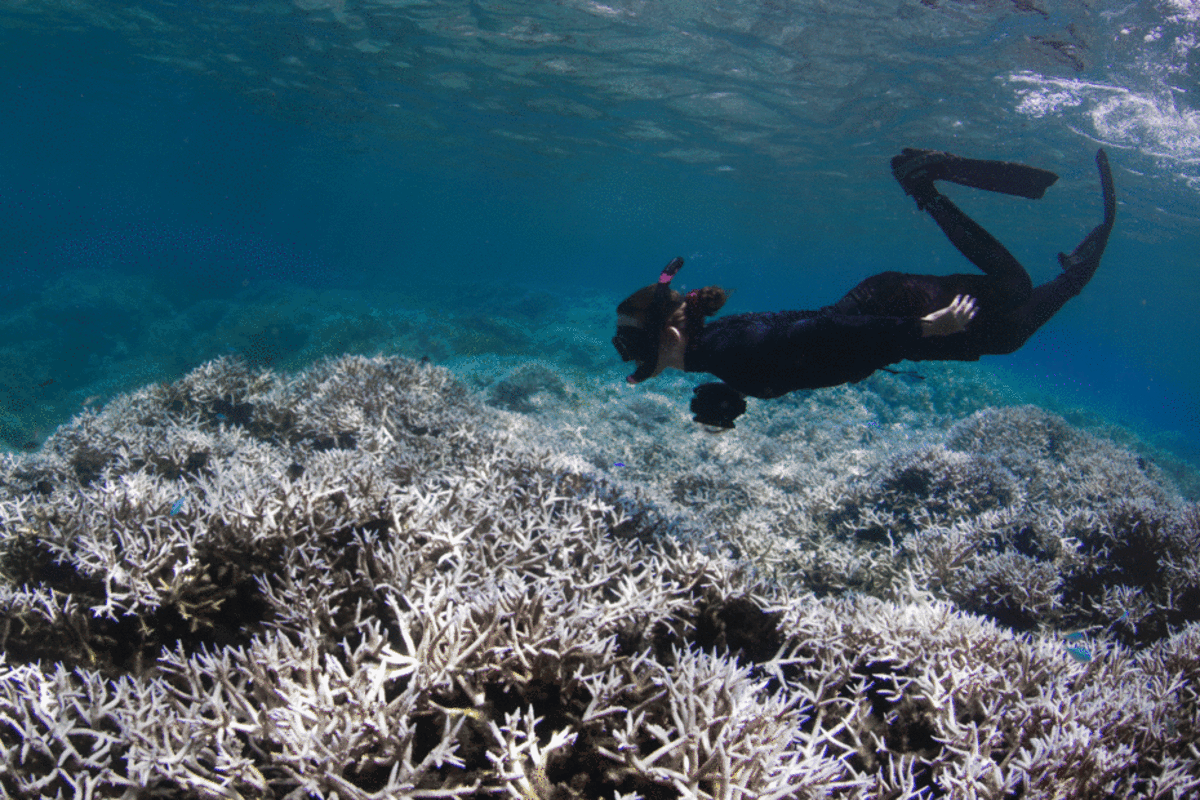 A marine biologist assesses a bleached reef in American Samoa in February 2015. (Photo: XL Catlin Seaview Survey)