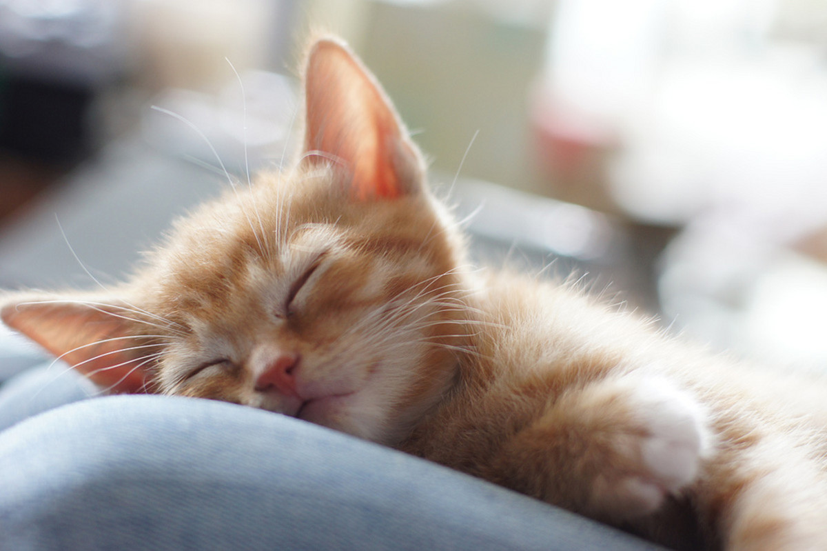 Enjoying a leisurely cat nap. (Photo: Alexandra Guerson/Flickr)