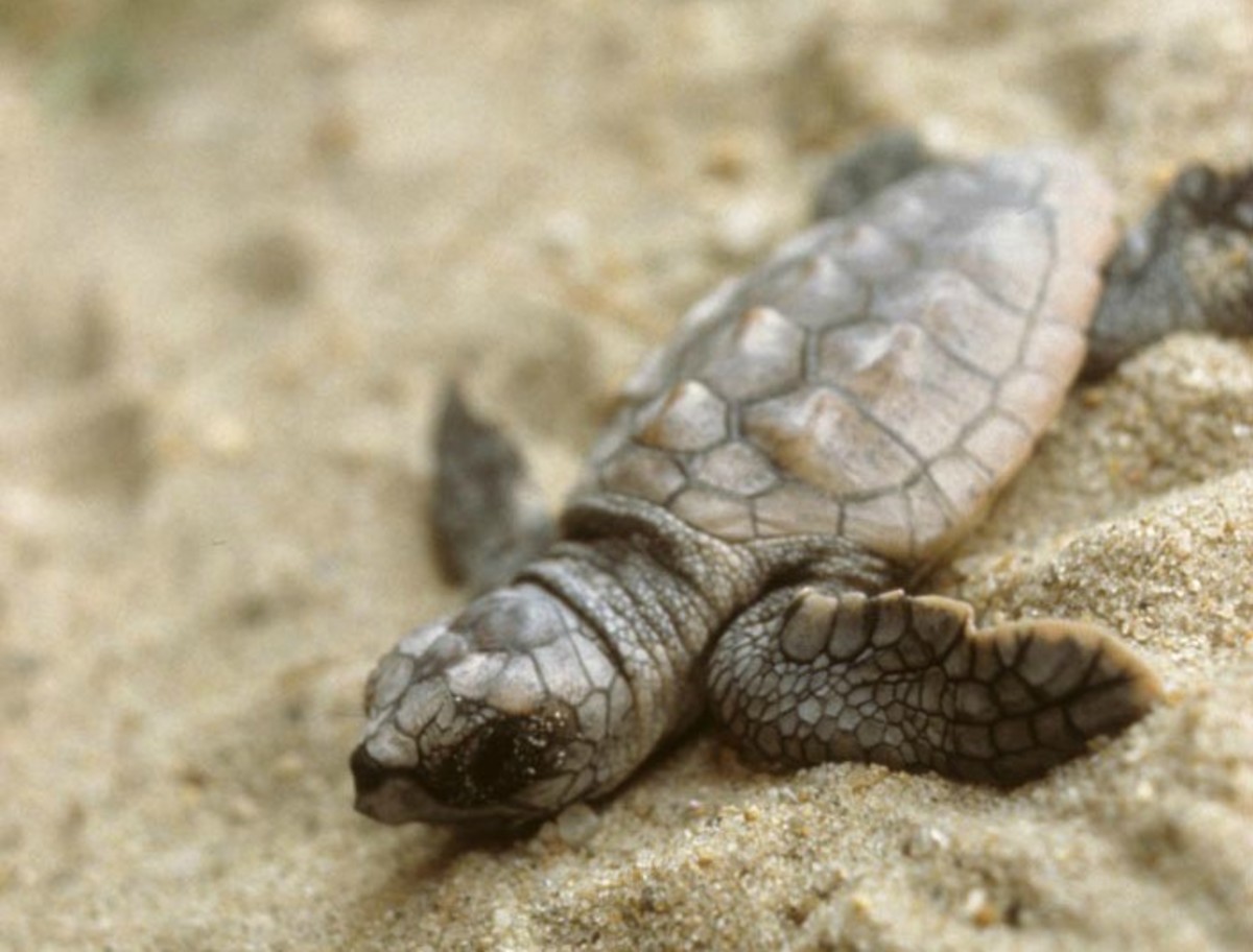 A hatchling loggerhead sea turtle on its journey to the ocean. (Photo: Wikimedia Commons)