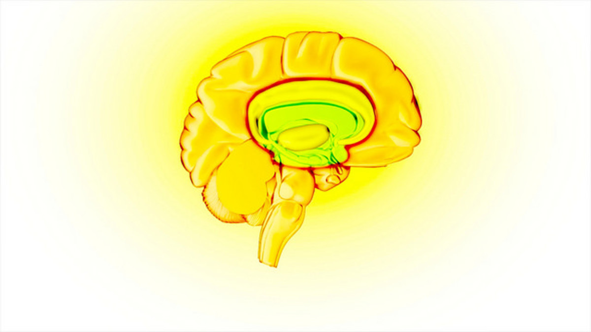A graphic highlighting the brain's reward circuit. (Photo: NIH Image Gallery/Flickr)