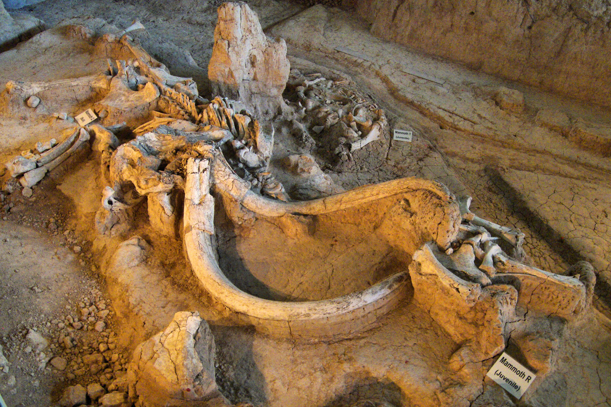 Waco Mammoth National Monument. (Photo: Wikimedia Commons)