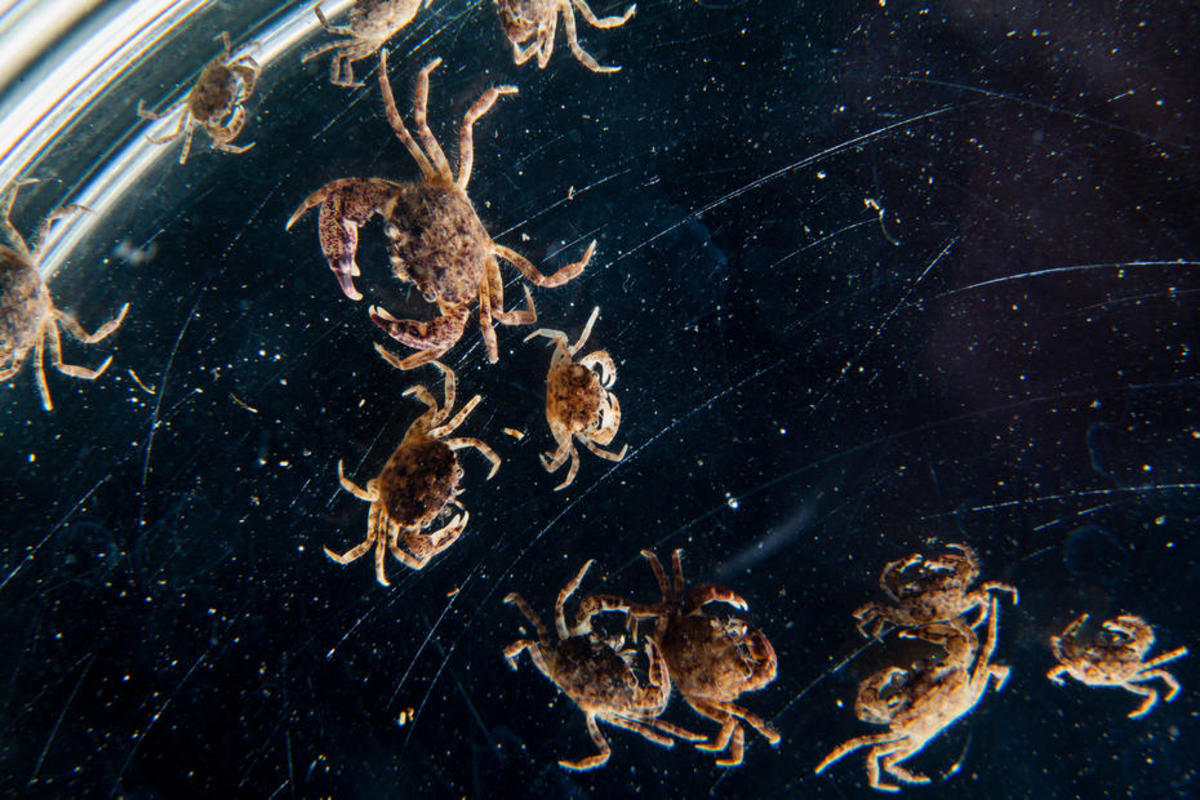 Mud crabs rest in Carolyn Tepolt's laboratory. (Photo: Will Parson/Chesapeake Bay Program/Flickr)
