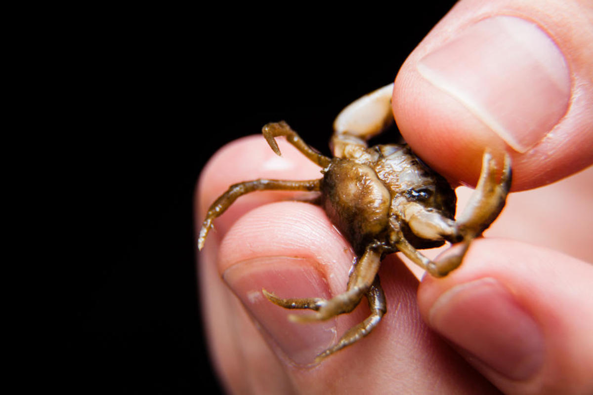 An infected mud crab displays the egg sac of the the Loxo parasite on its abdomen. (Photo: Will Parson/Chesapeake Bay Program/Flickr)