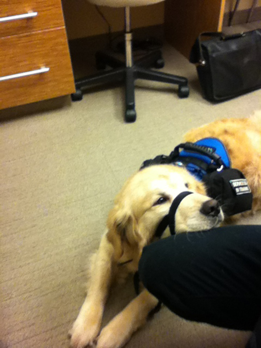 A medical response dog can often be brought to the handler's workplace, such as an office.