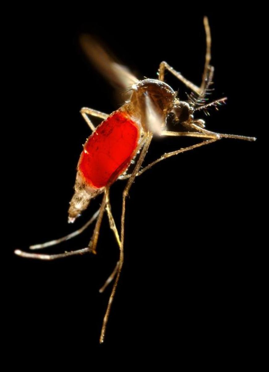 Aedes aegypti. (Photo: James Gathany/CDC)