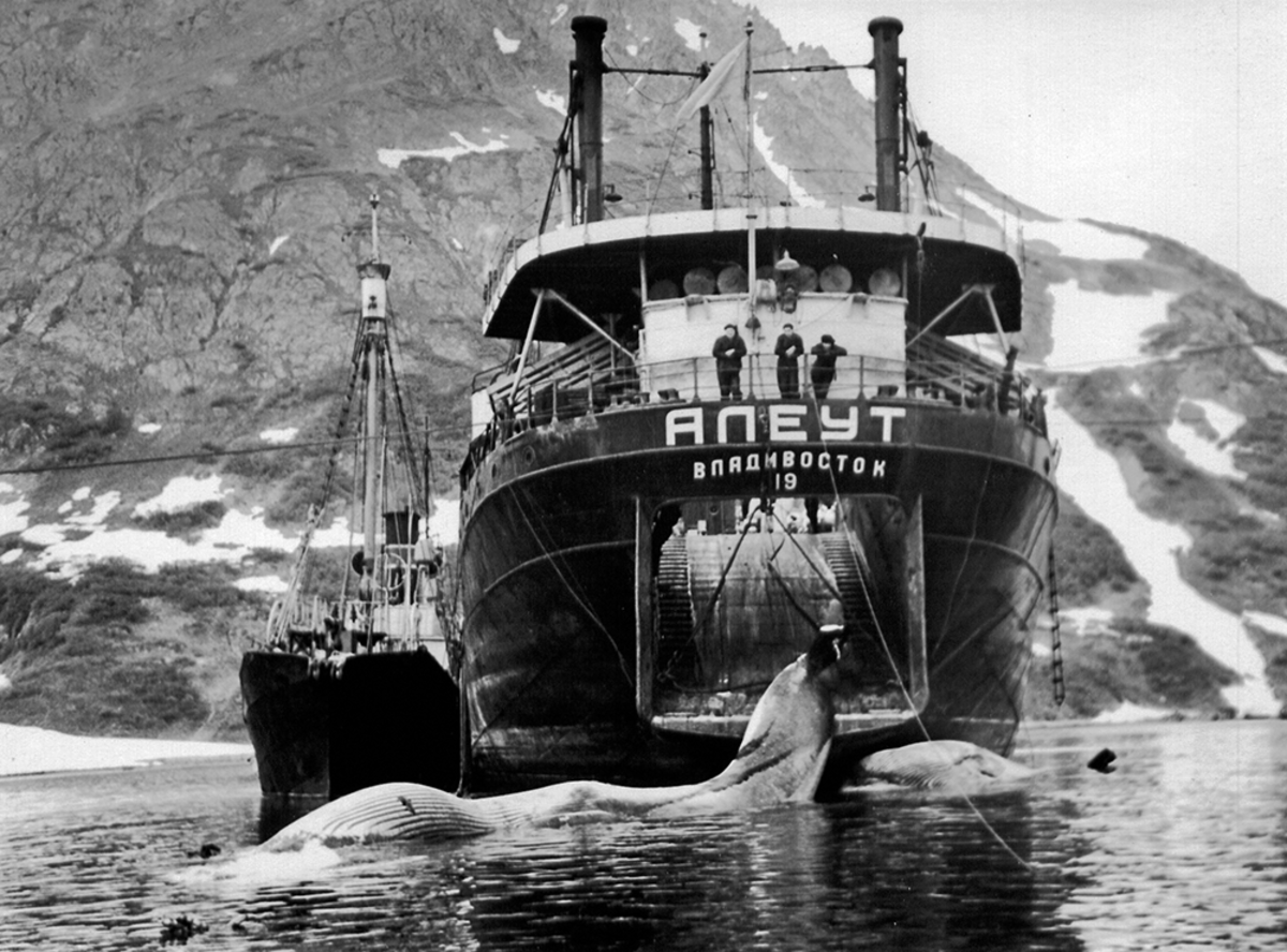 The Aleut: The Soviet Union's oldest factory ship works off the coast of Kamchatka in 1958. (Photo: Courtesy of Yulia Ivashchenko)