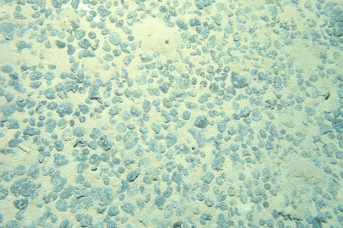 Polymetallic nodules on the seabed. (Photo: Abramax/Wikimedia Commons)