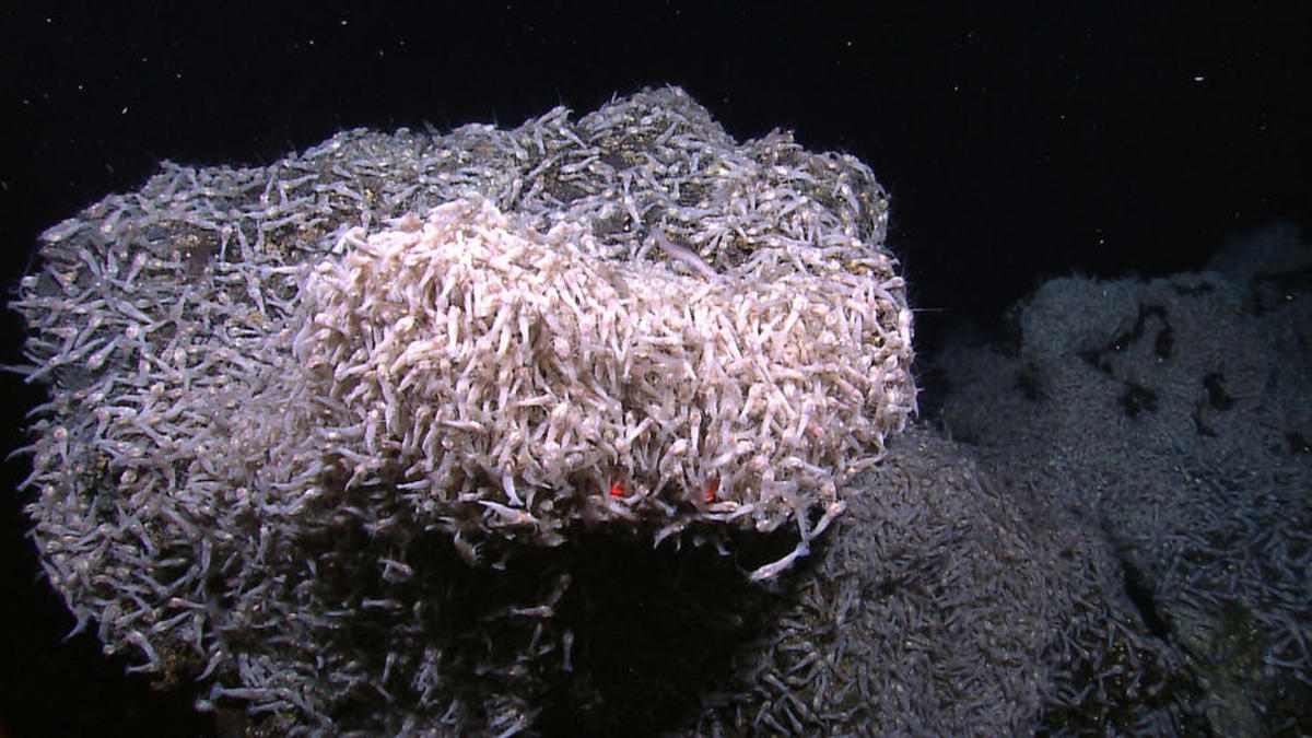 Shrimp swarm around a hydrothermal vent. (Photo: National Oceanic and Atmospheric Administration)