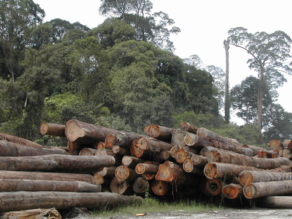 Logging in Sandakan, Malaysia. (Photo: Angela Sevin/Flickr)