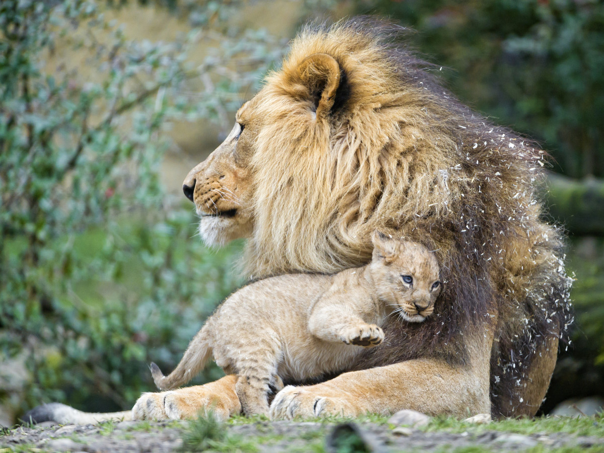 A lion and his cub. This photo doesn't really relate to gender norms or paternity leave, but it's pretty adorable. (Photo: Tambako The Jaguar/Flickr)
