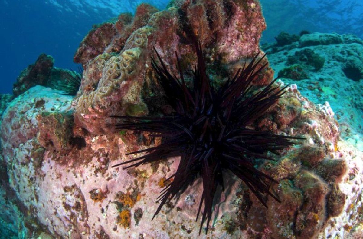 Sea urchins, like this one, have moved to Tasmania in response to climate change. (Photo: Rick Stuart-Smith)