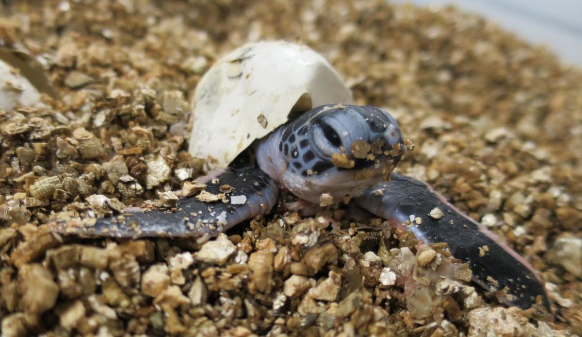 Only 12 to 36 percent of the sea turtle eggs on Raine Island actually hatch, well below global averages of 80 percent or more. (Photo: David Pike)