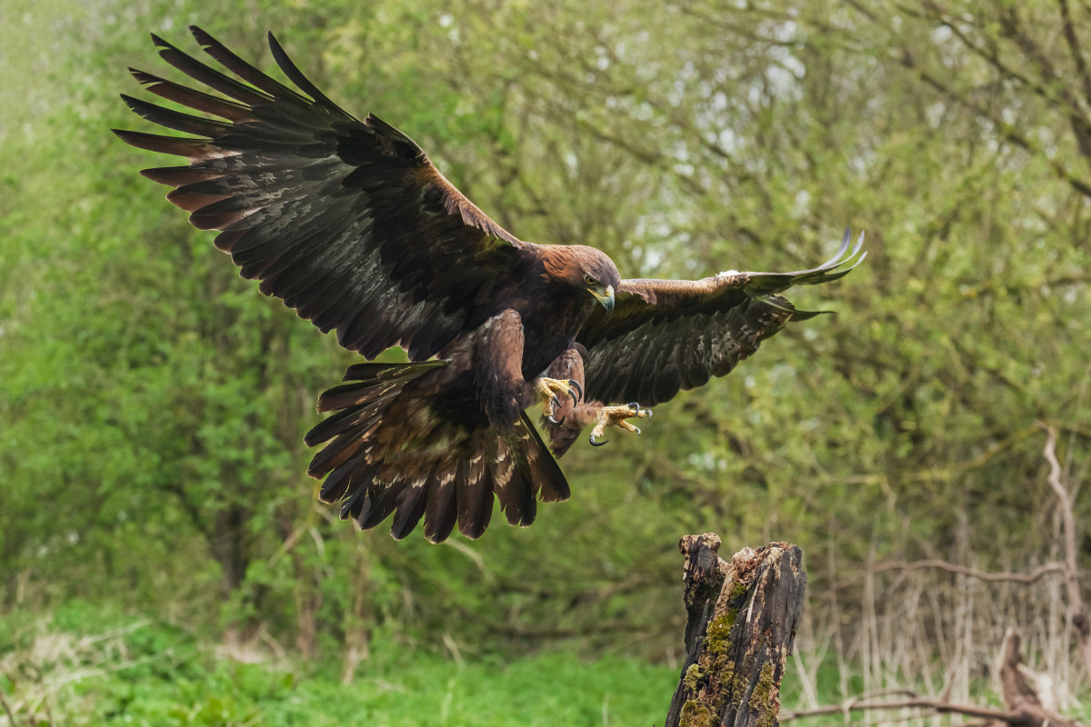 A golden eagle prepares to land on a tree stump. (Photo: Ian Duffield/Shutterstock)