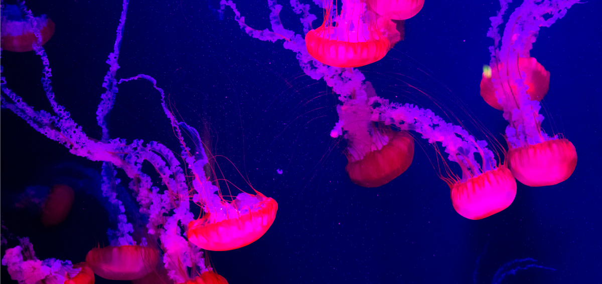 Chrysaora fuscescens, commonly known as the Pacific sea nettle. (Photo: S-F/Shutterstock)