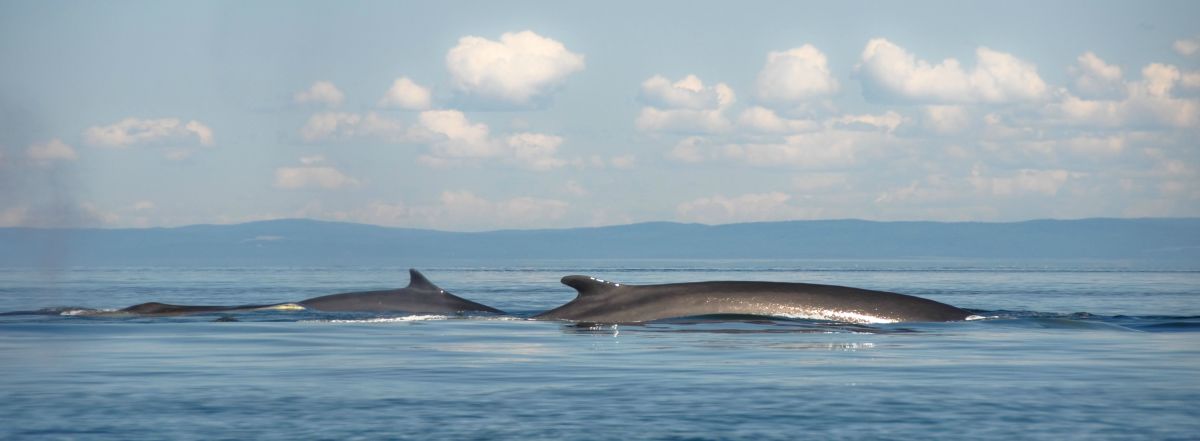 Fin whales in Quebec, Canada. (Photo: Alberto Loyo/Shutterstock)