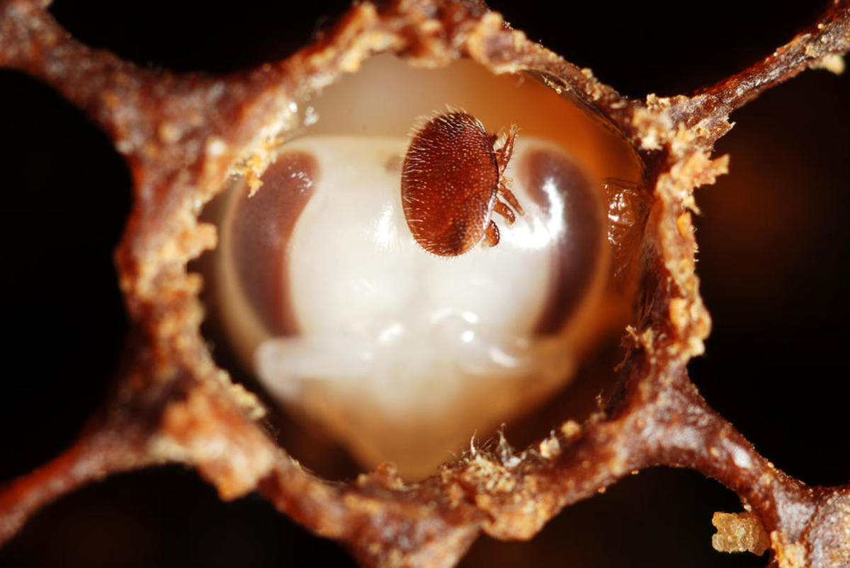 A varroa mite on the head of a bee nymph. (Photo: Gilles San Martin/Flickr)