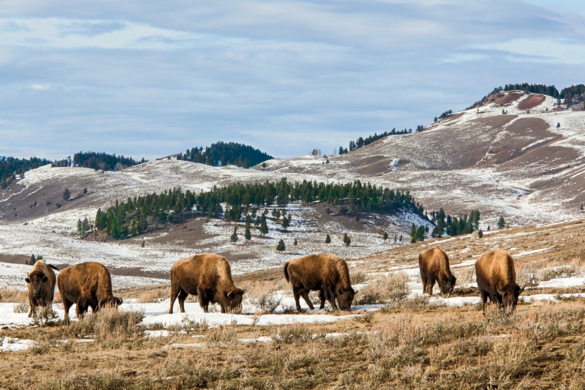 Bison at the edge of Highway 191, which runs along the western border of Yellowstone National Park.