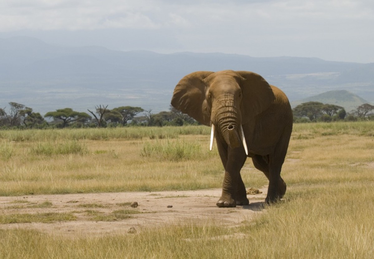 An African elephant in Amboseli National Park, Kenya.
