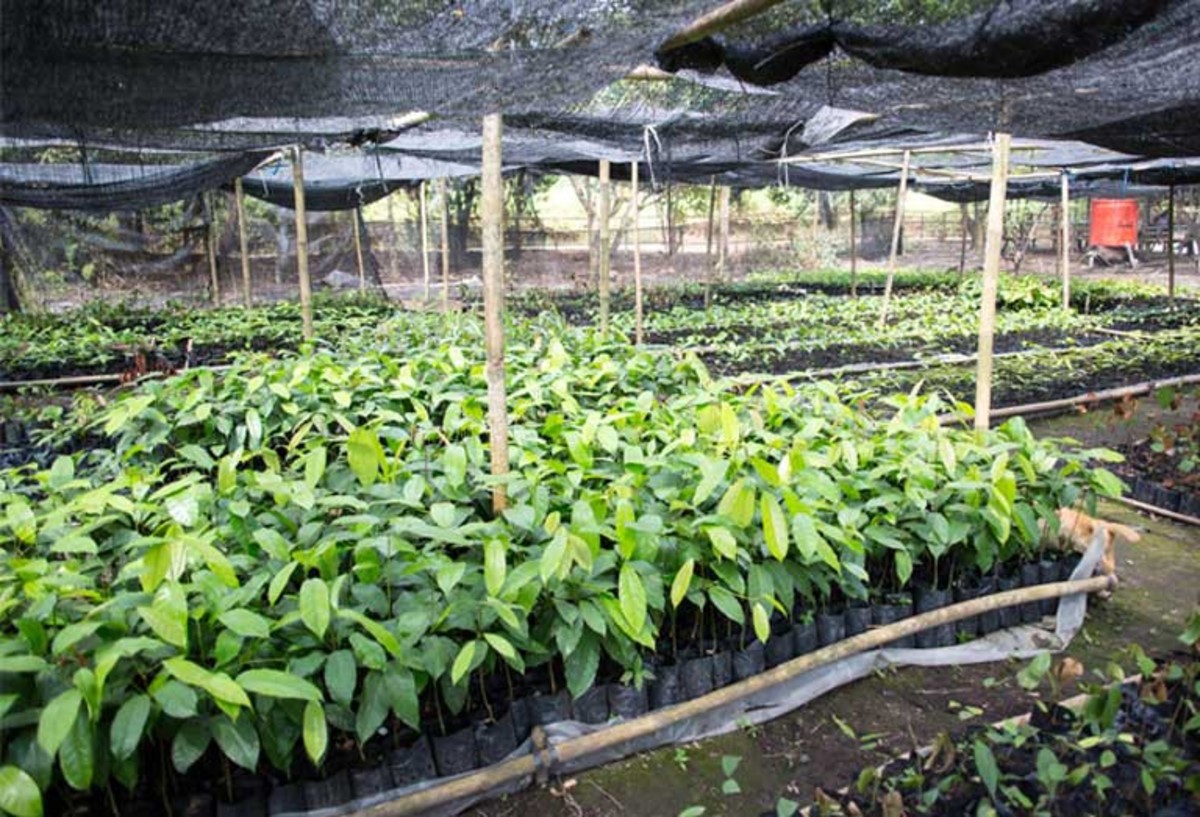 A tree nursery containing seedlings of local species that are used to reforest critical corridors of habitat between larger expanses of forest. Seedlings are among the most popular forms of currency used to pay for health care, and can even be drawn on as a sort of health care savings account. (Photo: Chelsea Call/Mongabay)