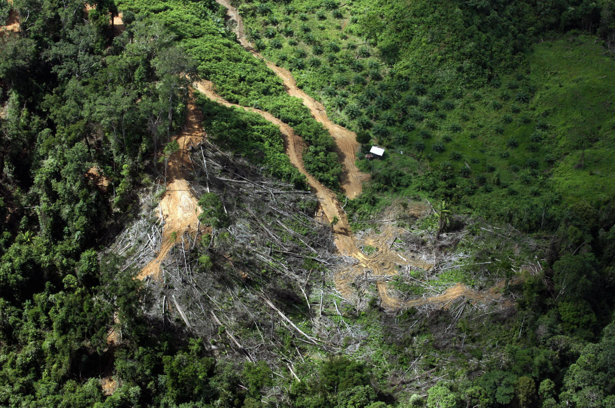 Deforestation near an encroaching palm oil plantation in the eastern Malaysian Borneo state of Sarawak.