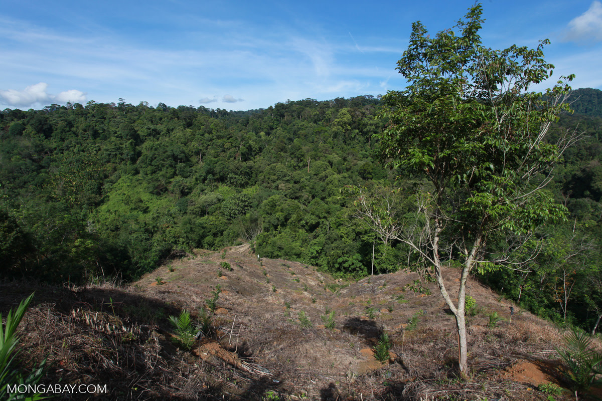 New oil palm development near the boundary of Gunung Leuser National Park in Sumatra, an Indonesian island.
