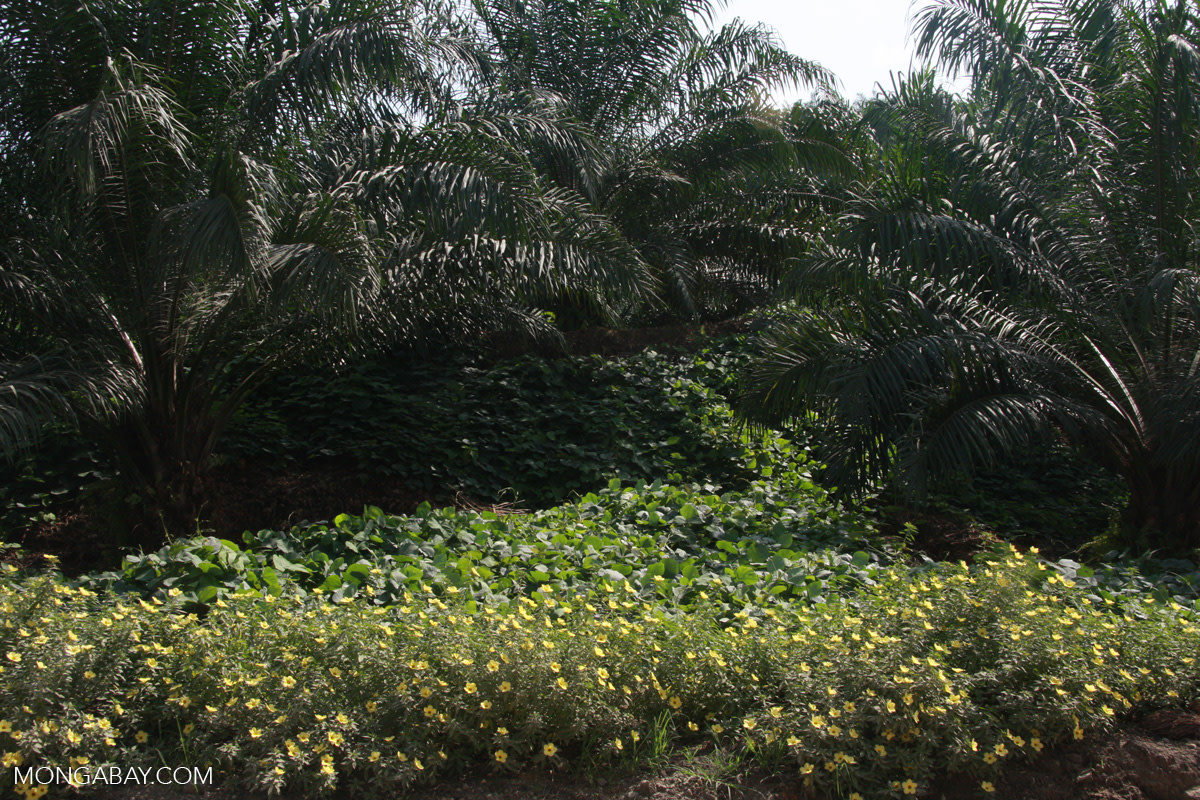 Nitrogen-fixing cover crop and integrated pest management-friendly flowers in an oil palm plantation in Malaysian Borneo.