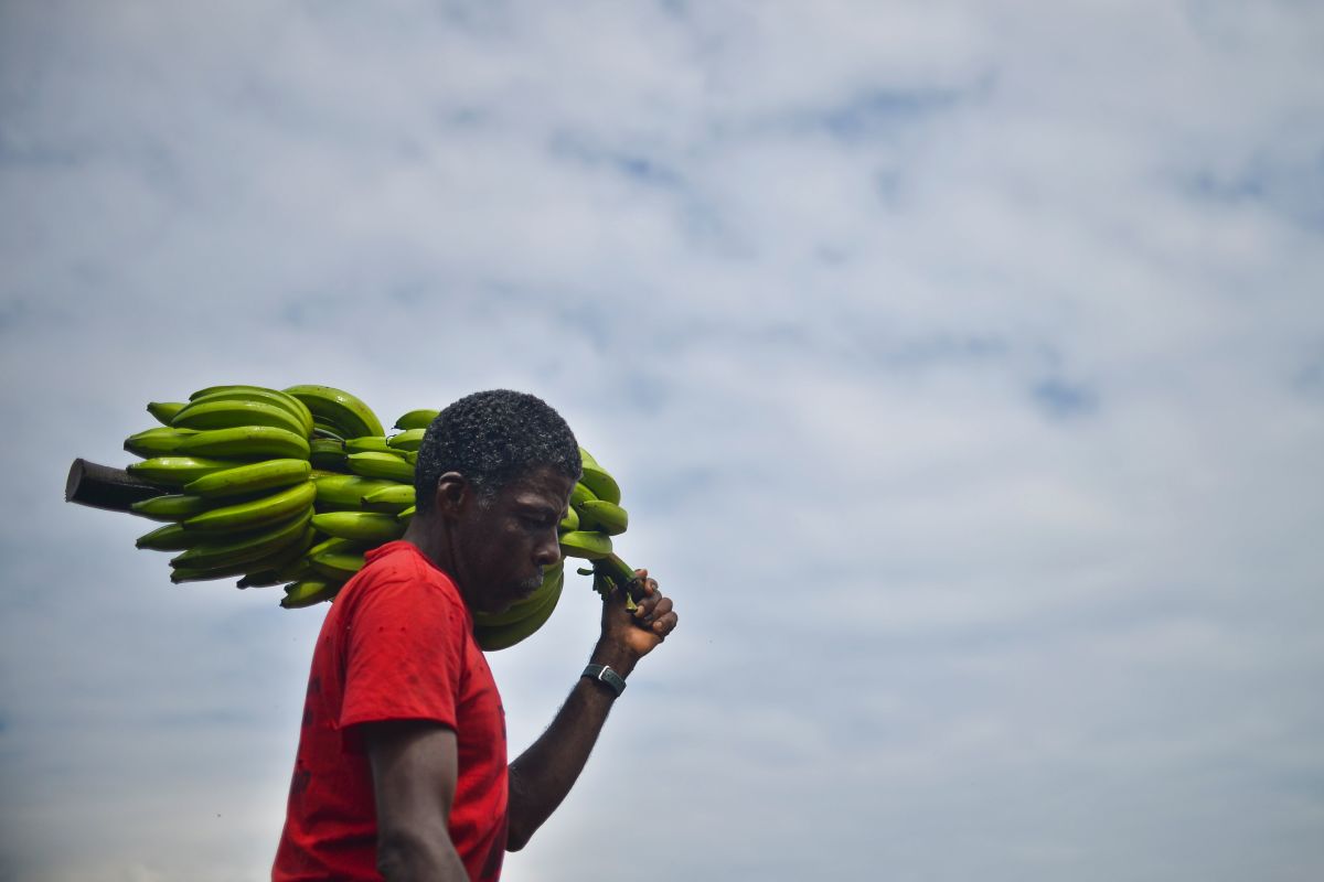 A man carries bananas in Colombia's Chocó region.