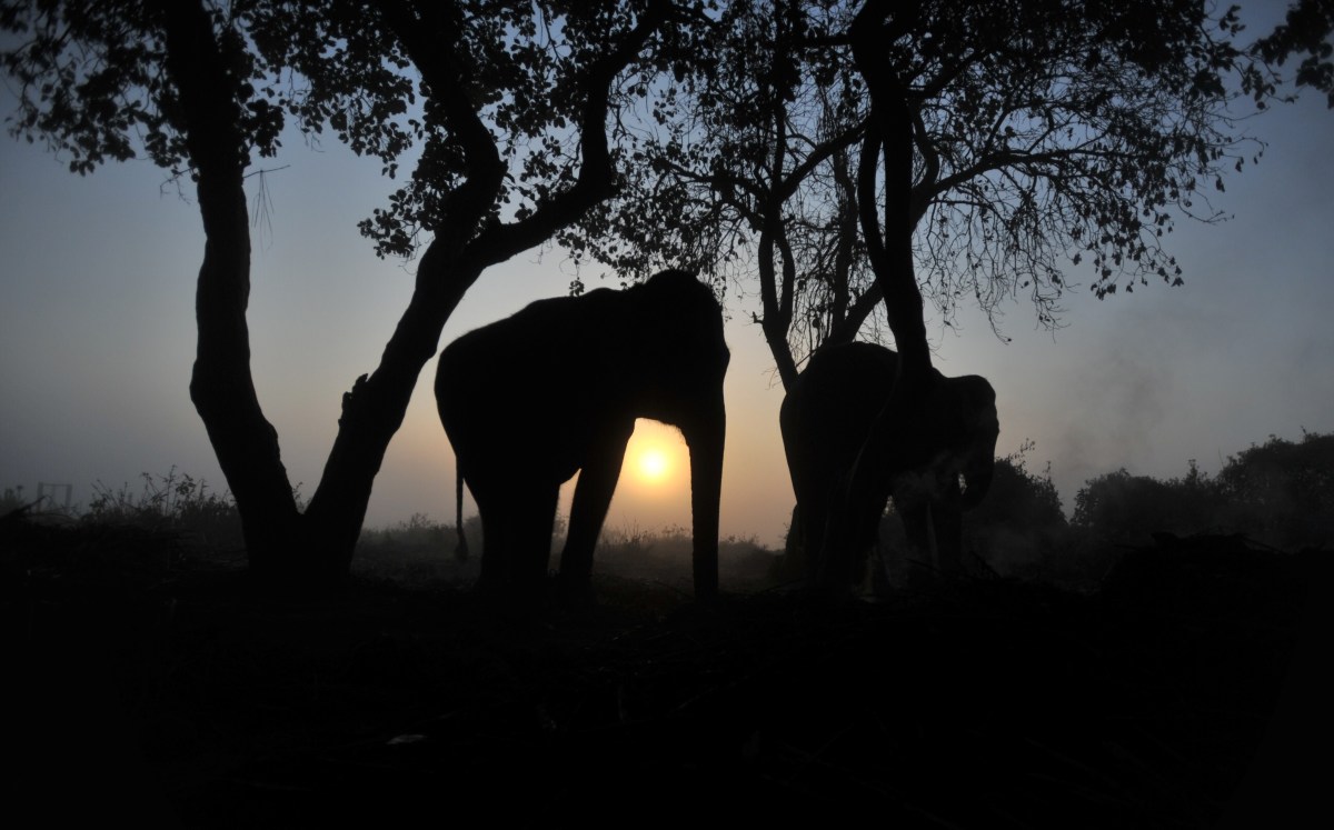Elephants at dusk in Nepal's Chitwan National Park.