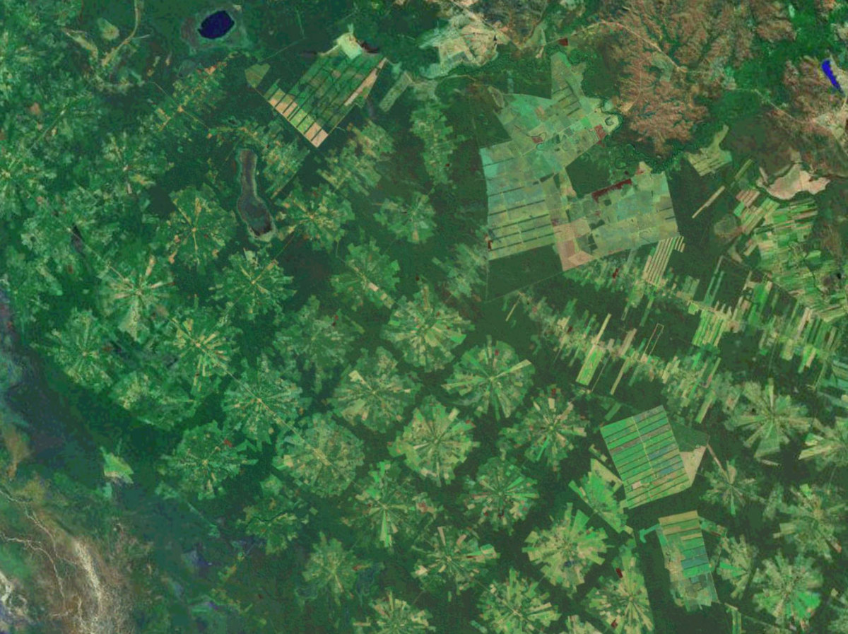 The Amazon rainforest, which saw a decrease in deforestation until recently, has seen a significant increase over the last two years, likely a result of pressures coming from land thieves and Brazilian agribusiness.
