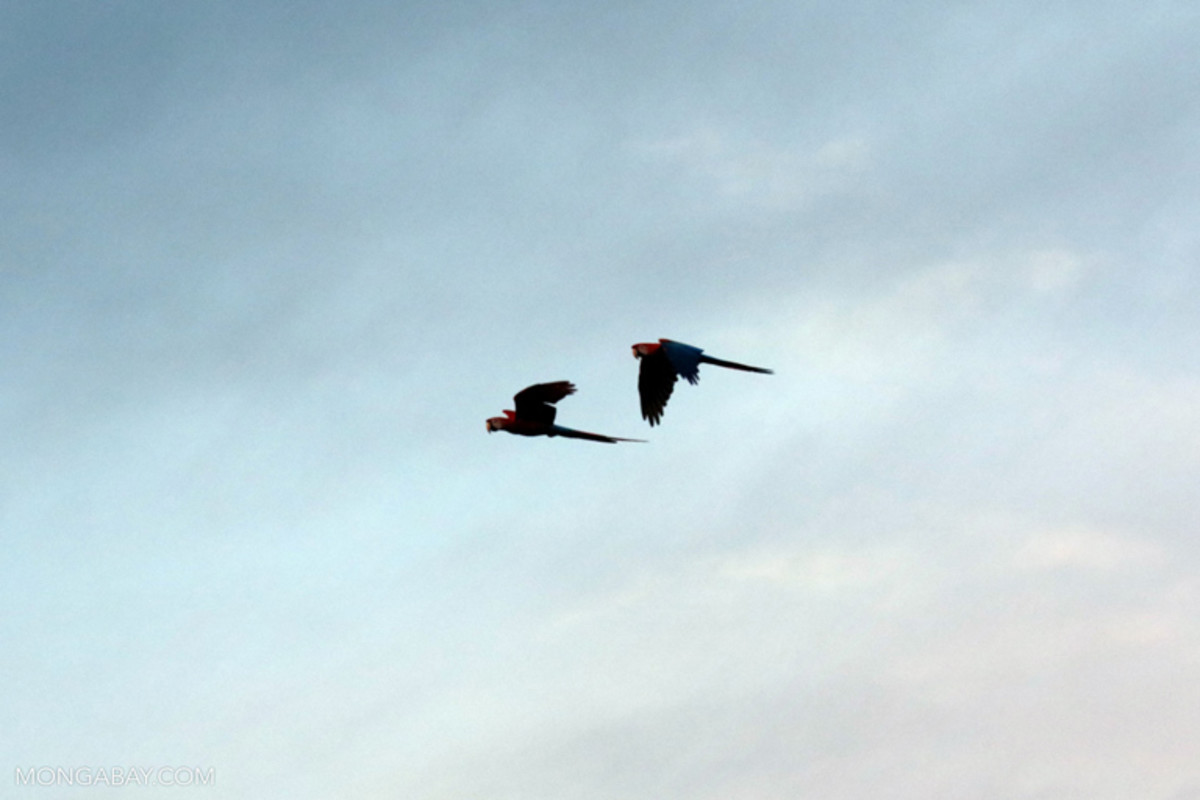 A pair of macaws in flight. The Amazon basin is under extreme threat, as the Brazilian government passes measure after measure to gut environmental, indigenous, and social movement protections.