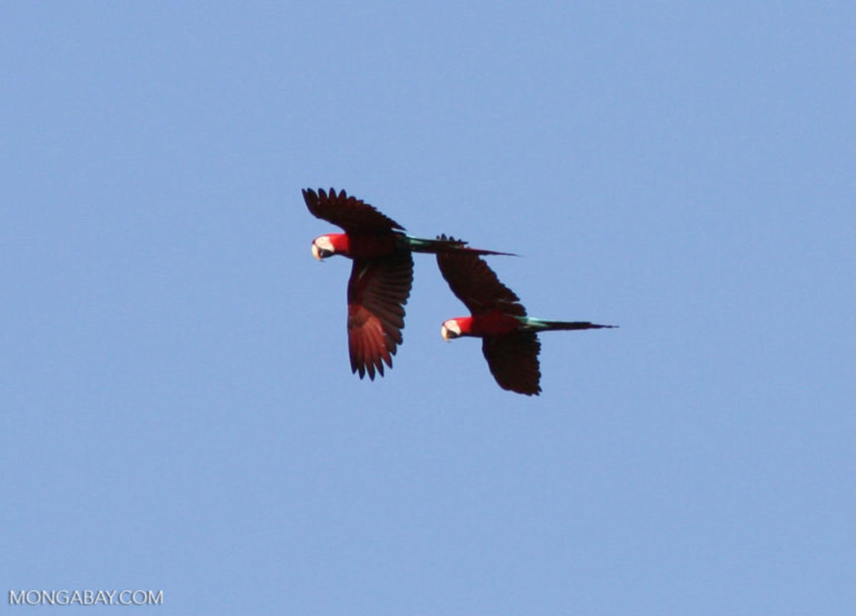 Red-and-green macaws in flight in Manu National Park, Peru.