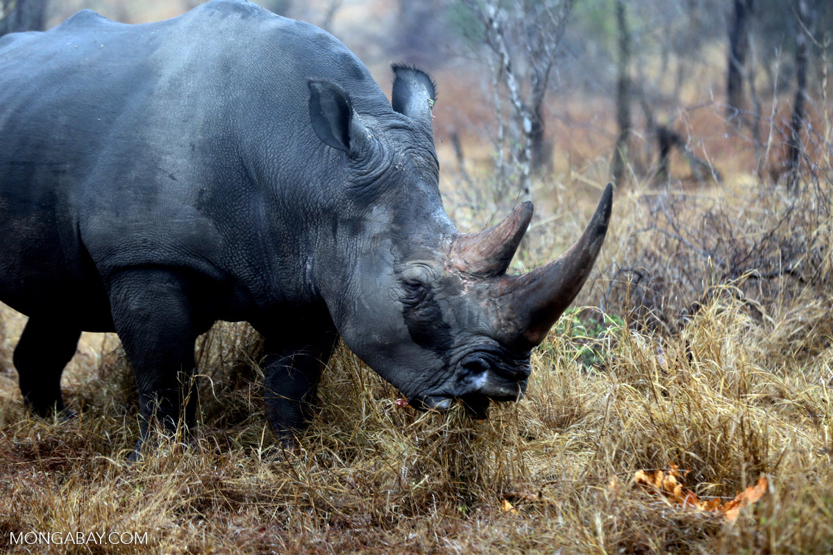 White rhino in Kruger National Park, where hundreds of rhinos are poached each year.
