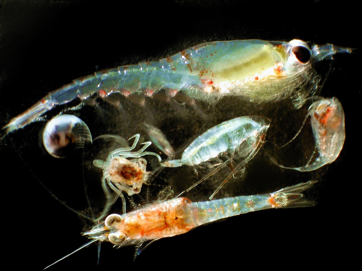 A variety of zooplankton organisms.