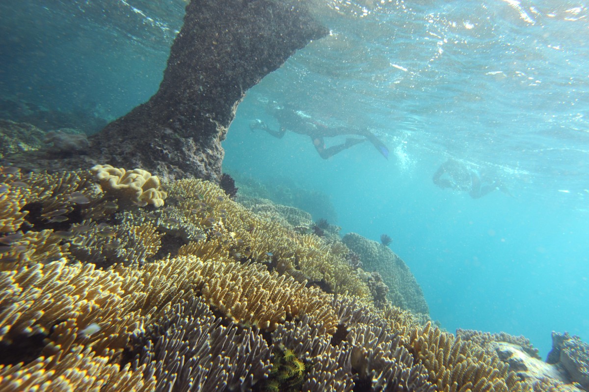 Divers explore the coral reef in the waters of Raja Ampat's Kri Island located in eastern Indonesia's Papua region.