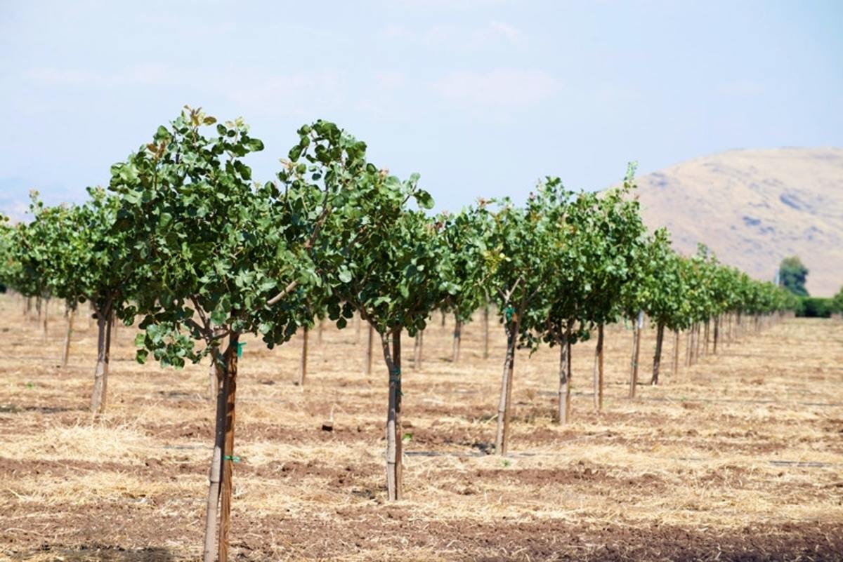 A pistachio orchard in Tulare County, California, was planted during California’s five-year drought. A record 904 water wells were drilled in the county during 2015, in part to help sustain agricultural operations.