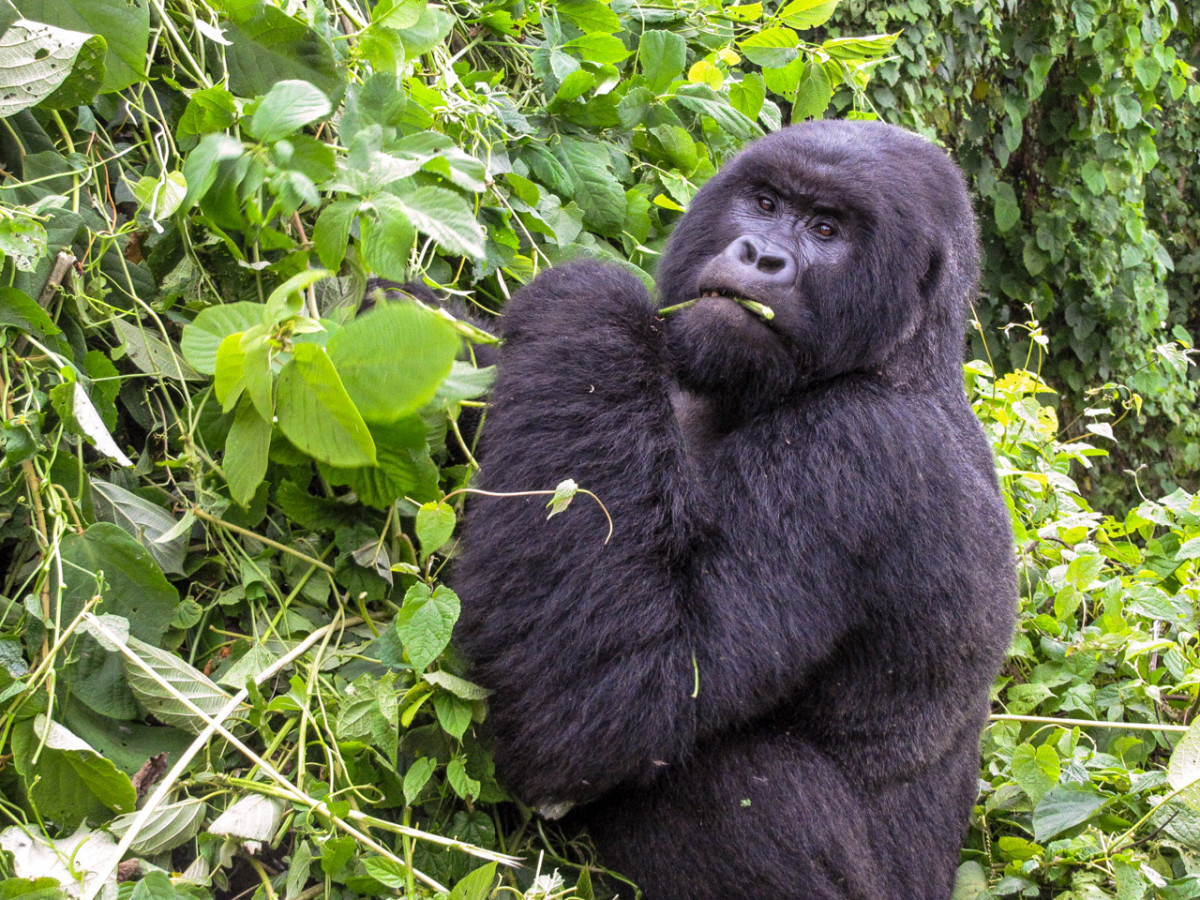 Habitat loss and hunting have driven some animals, such as the critically endangered mountain gorilla, to the brink of extinction.