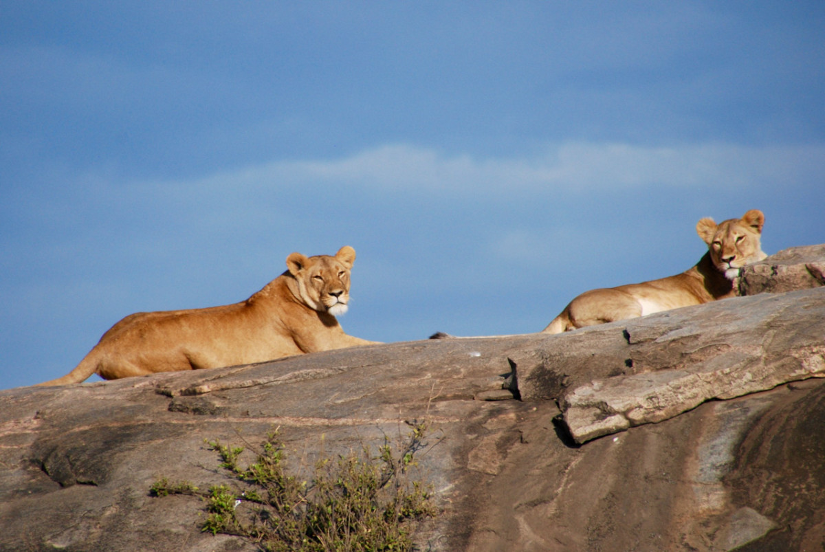 The population of African lions has declined by 43 percent since 1993.